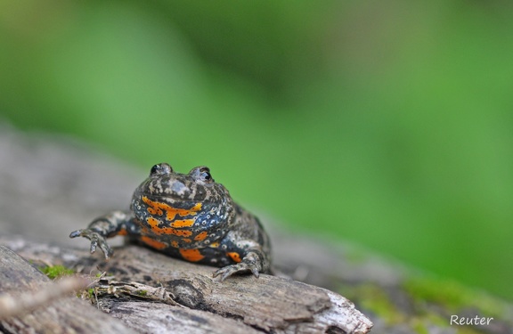 Rotbauchunke (Bombina bombina)